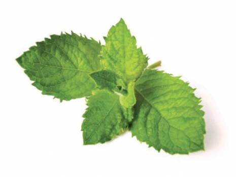 Plantes médicinales