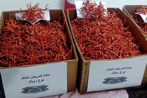 حجز 01 كلغ من المرجان بمحطة النقل العمومي بغرداية