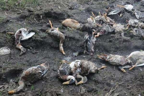 نفوق أسراب من الطيور المهاجرة أمام مركز علاج أمراض الربو بتلمسان