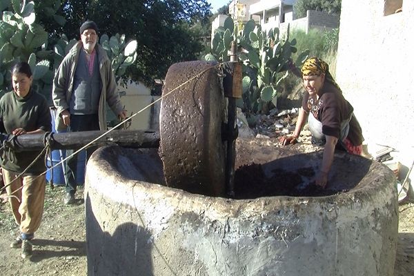 زيت العروس في جيجل ب2000 دج للتر!