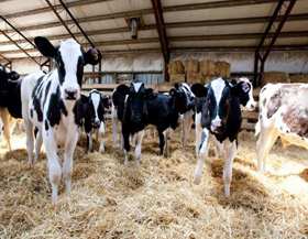 المربون بتيارت متخوفون من استمرار نقص الأمطار