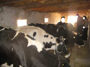 النشاط مهدد بالزوال بالشلف