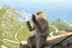 Le wali de Béjaïa s'inquiète du sort du singe magot