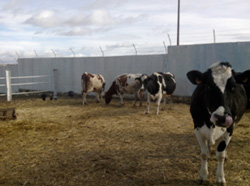 رغم نقص الإنتاج بسبب الحرارة بأدرار