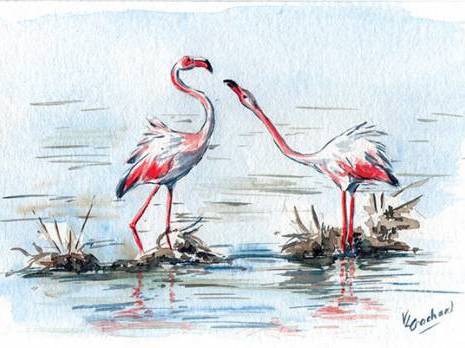 Moins d'oiseaux migrateurs dans nos contrées