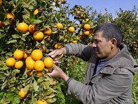 Une production de 380.000 q d'agrumes prévue cette saison