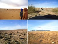 La galère pour les éleveurs de Naâma et du sud de Tlemcen