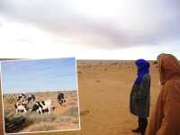 La galère pour les éleveurs de Naâma et du sud de Tlemcen