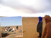 La galère pour les éleveurs de Naâma et du sud de Tlemcen