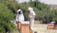 L'apiculture, une activité attractive