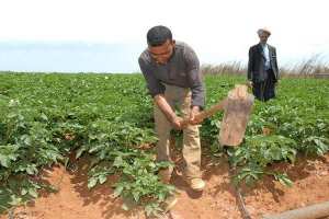 قطاع التشغيل يترنح بالوادي والبطالون يتجهون للزراعة