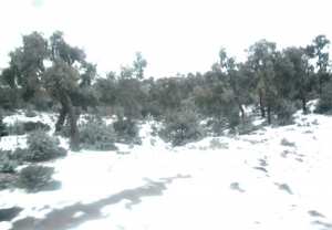 الثلوج الأولى تكسو مرتفعات تلمسان وتيارت وتيسمسيلت