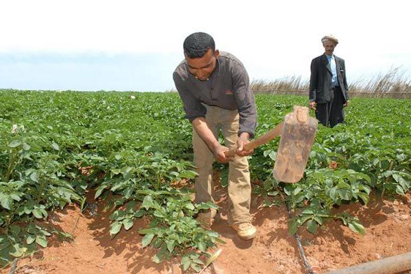 قطاع التشغيل يترنح بالوادي والبطالون يتجهون للزراعة