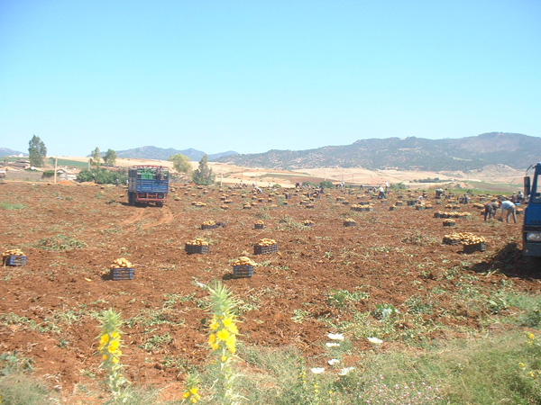 جني 641 ألف قنطار من البطاطا بغليزان
