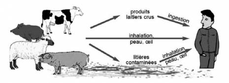 La brucellose continue de sévir à Ghardaïa