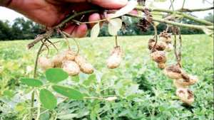 سيدي بلعباس