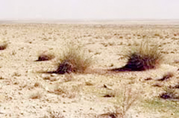 موجة جفاف تجتاح البيض منذ نوفمبر الماضي