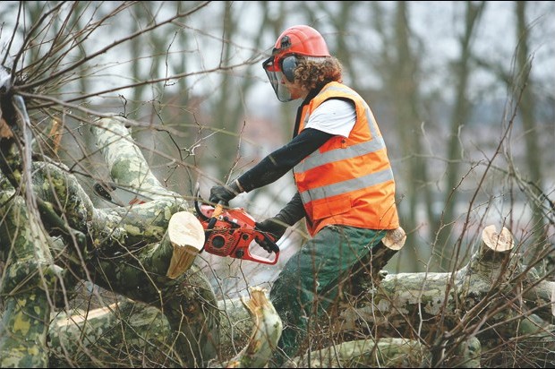 L'abattage des arbres crée des remous
