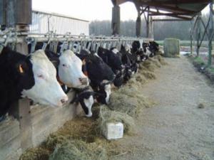 Filière du lait à Souk Ahras : Les coopératives agricoles interpellent le ministre