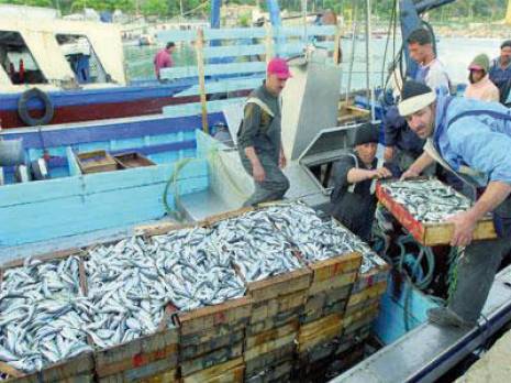 La sardine à 40 DA à Jijel