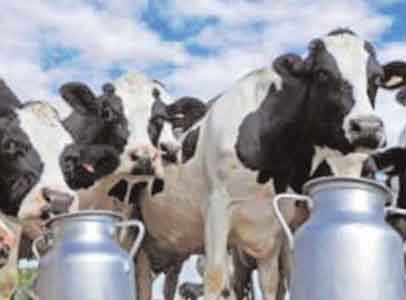 Soutien aux éleveurs de bovins