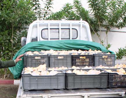 حجز 1.5 قنطار من اللحوم البيضاء غير صالحة للاستهلاك بتيسمسيلت