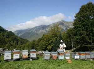 Secteur de l'apiculture