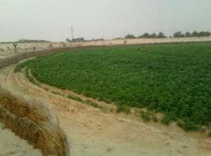 Terres agricoles non-exploitées à Laghouat