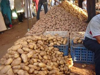 Ferroukhi vise l'exportation