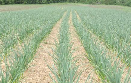 أفاق واعدة لزراعة الثوم بمنطقة التلاغمة بولاية ميلة