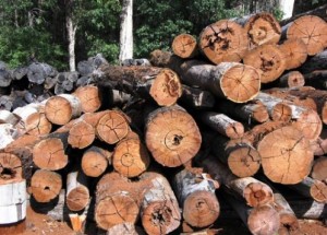 وهران/ إنتاج أزيد من 3100 متر مكعب من الخشب خلال السنة الماضية