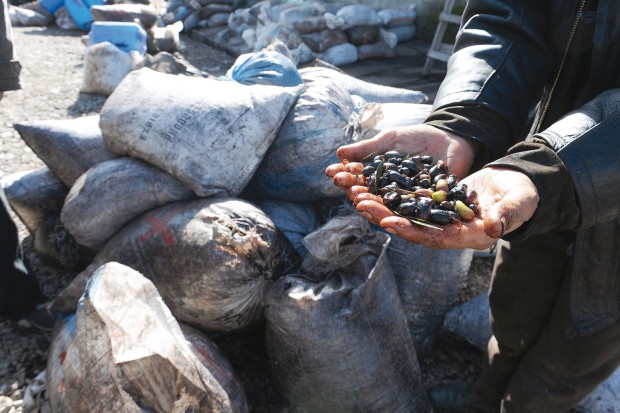 Une campagne oléicole des plus prometteuses