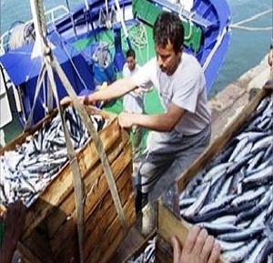 جيجل/المصادقة على 5 ملفات للاستثمار في قطاع الصيد البحري