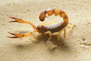 3 وفيات بالتسمم العقربي في النعامة