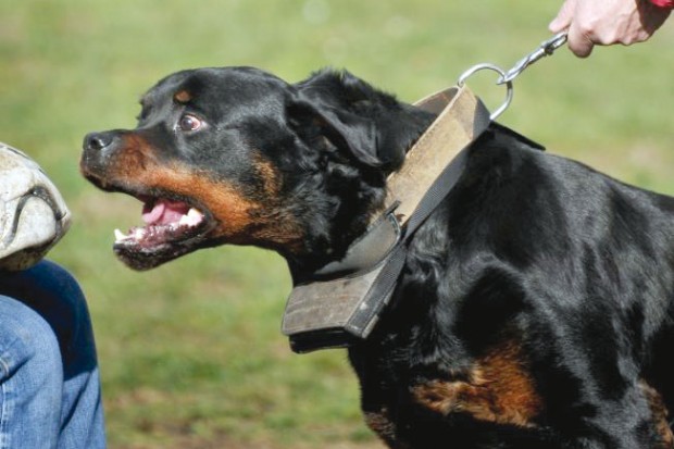 Deux enfants grièvement blessés par un rottweiler à Tikjda
