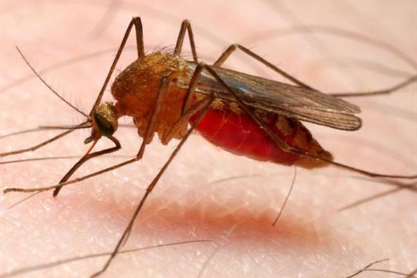 اكتشاف ثلاث حالات لداء الملاريا بإيليزي