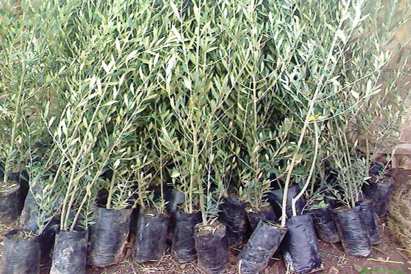 توزيع أزيد من 17 ألف شجيرة زيتون بتيزي وزو