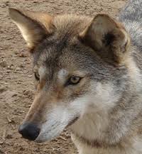 Un loup sauvé par les pompiers