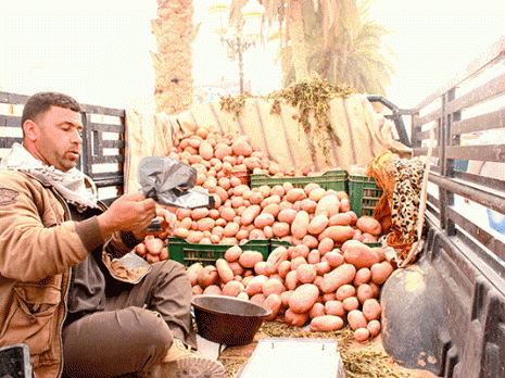 El Oued gagne la bataille de la pomme de terre