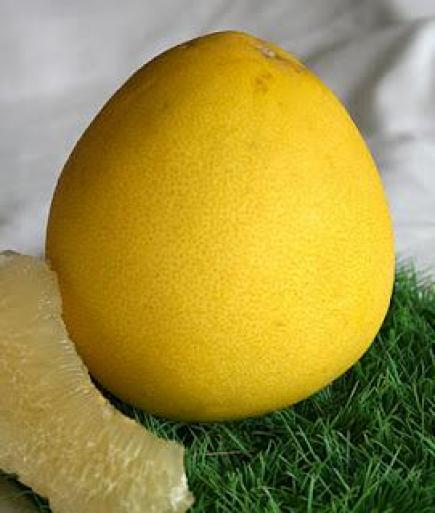 جني ليمون هندي ضخم بغرداية