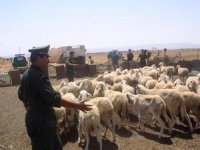 Le vol de cheptel et de cuivre, principaux délits