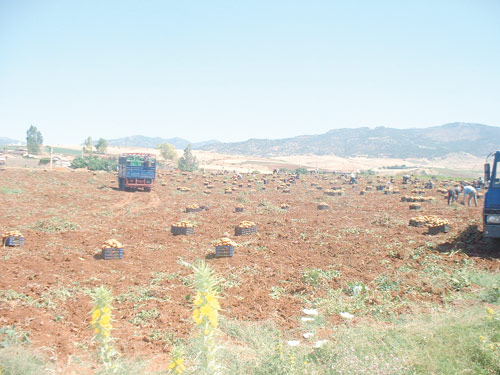 لا غرف تبريد ولا مصانع تحويل بغليزان