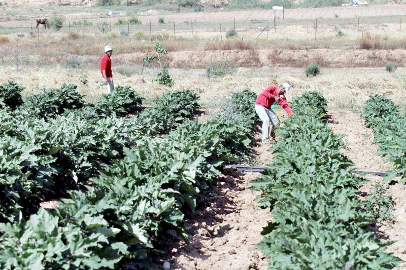 محاصيل زراعية تتعرض للكساد والإتلاف وترهن مستقبل الصناعة الغذائية