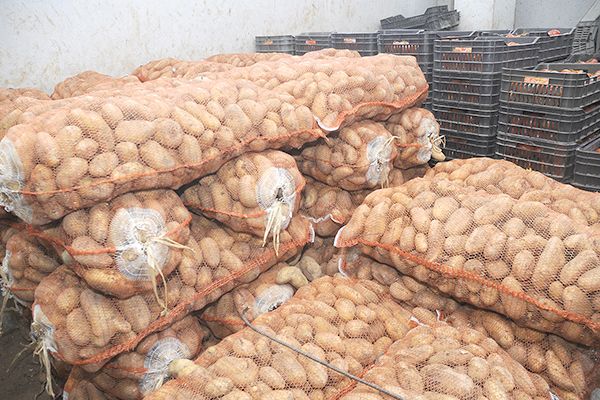 فلاحو الوادي يطالبون بأكثر من 16 عضوا في فيدرالية منتجي البطاطا