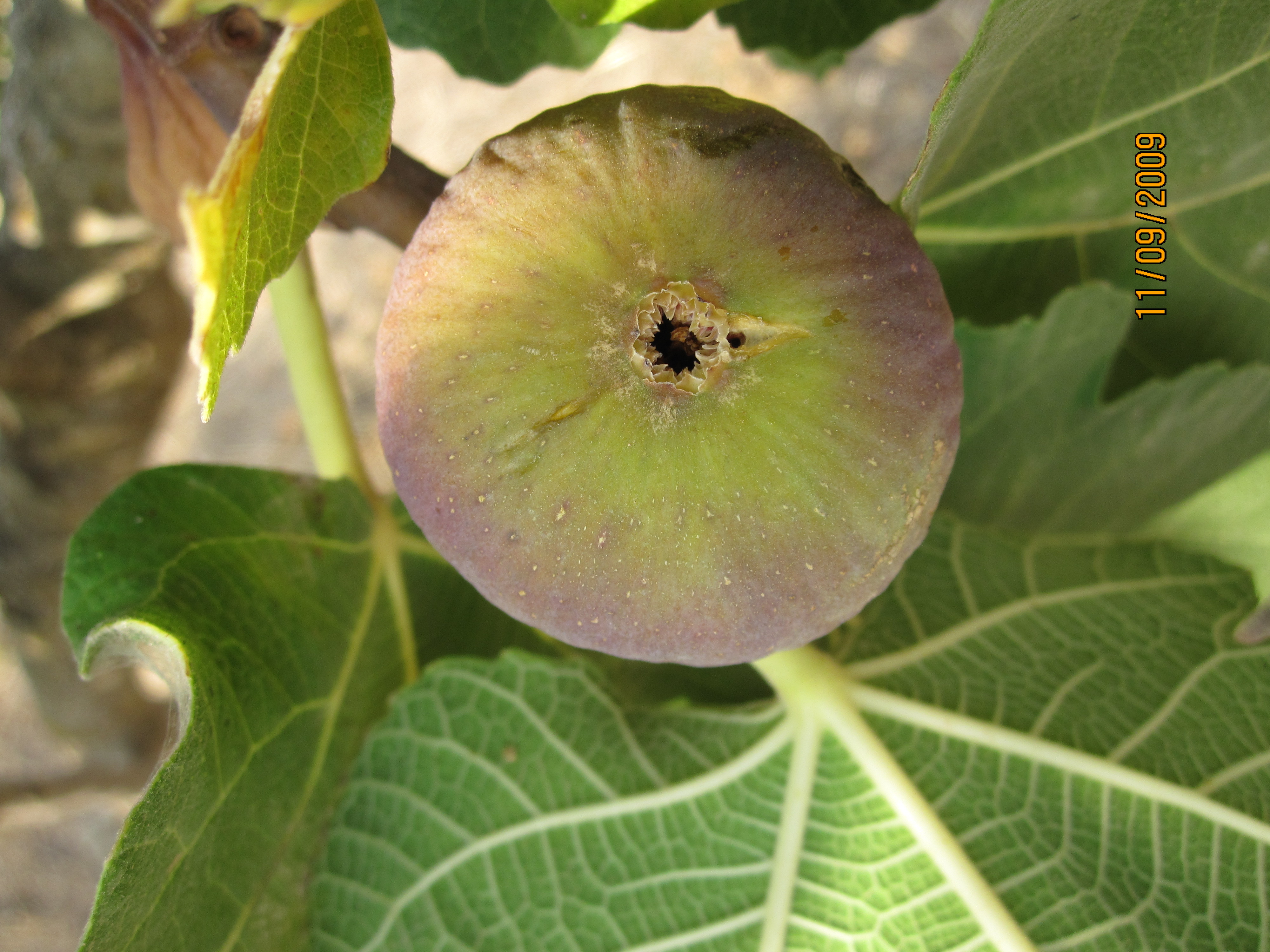 Fête de la figue de Lemsella : Bientôt un événement national