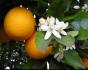 Phytothérapie : L'oranger