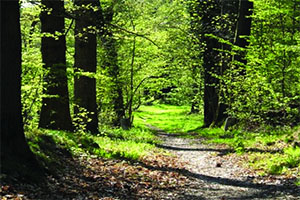 Reboisement à Constantine