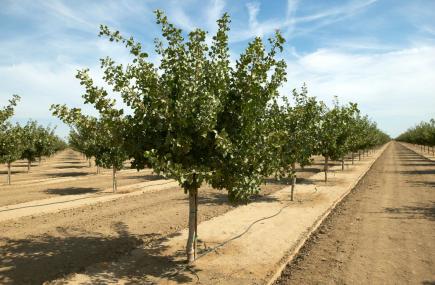 مخطط تقني لإعادة تثمين شجرة الفستق الأطلسي بباتنة