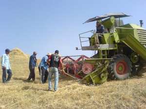 مصرع شيخ تحت آلة حصاد ببرج بوعريريج