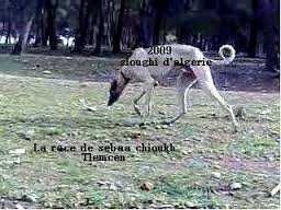 Le levrier (Sloughi)